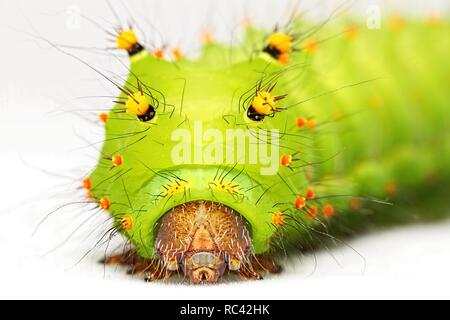 Actias selene larva Stock Photo