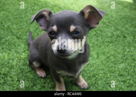 Chihuahua Puppy with Big Ears Sitting on the Grass Stock Photo