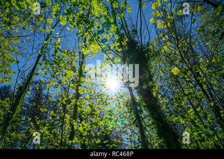 Lens flare from sun shining through forest highlighting bright green new leaves on exotic deciduous trees in South Island New Zealand Stock Photo