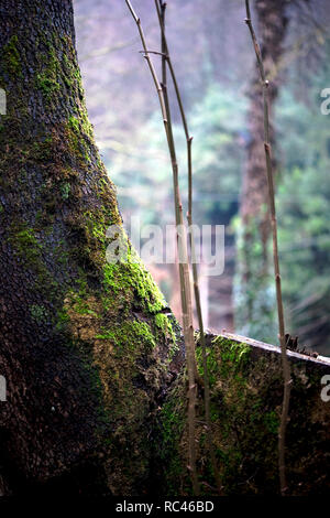 Forest in Winter Landscape Stock Photo