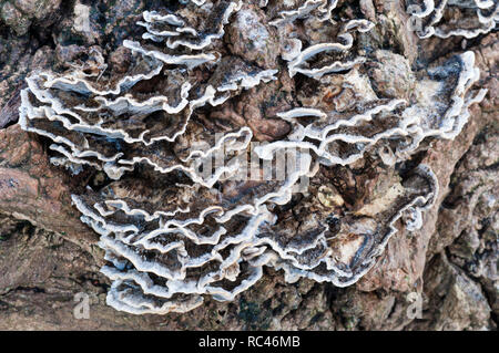 Coreiolus versicolor Bracket Fungi growing on dead tree trunk Stock Photo