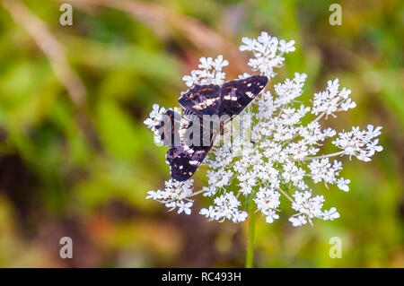 The poplar admiral, Limenitis populi butterfly sitting on white wild blooming Pimpinella Saxifraga or burnet-saxifrage flower. It is a butterfly in th Stock Photo