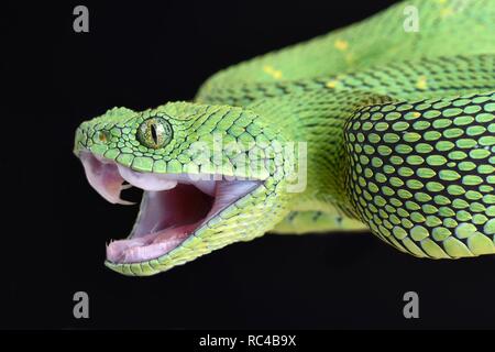 West African bush viper (Atheris chlorechis) Stock Photo