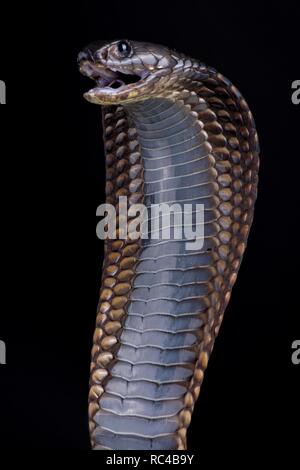 Arabian cobra / Naja arabica Stock Photo - Alamy