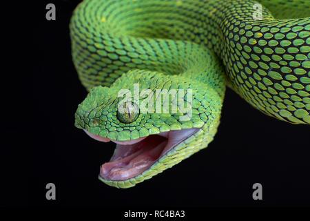 West African tree viper (Atheris chlorechis) on branch Togo. Controlled  conditions Stock Photo - Alamy