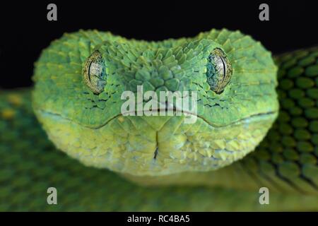 Venomous African Bush Viper (Atheris chlorechis) Stock Photo