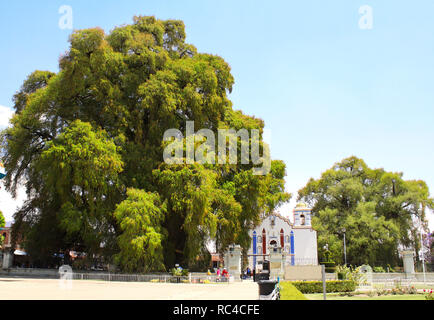 Tree of Tule (Montezuma cypress tree), said to be the oldest and largest tree in the world, over 2000 years old, and Iglesia church, Santa Maria del T Stock Photo