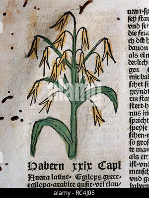 Medieval scene The harvest, illustration, 15th century Stock Photo Alamy