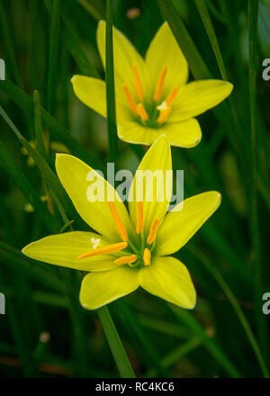 Beautiful bright yellow zephyranthes flowers Stock Photo