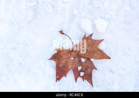 Dry fallen maple leaf on white snow background in nature. Cold weather and winter and season change concept. Close up Stock Photo