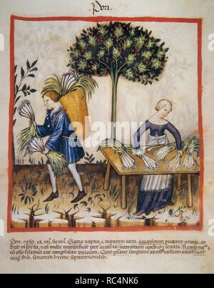 Tacuinum Sanitatis. 14th century. Medieval handbook of health. Leeks. Folio 25r. Stock Photo