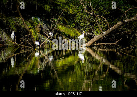 Several white birds on the branches. Reflections in the water. Wild birds. Stock Photo