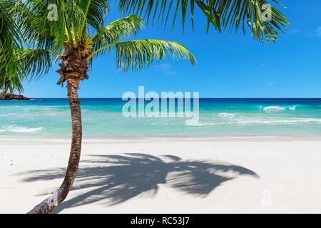 Exotic sandy beach with coco palm and turquoise sea Stock Photo