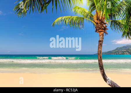 Sunny beach with coco palm and turquoise sea Stock Photo