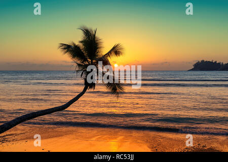 Coco palm at sunset over tropical beach in Caribbean sea Stock Photo