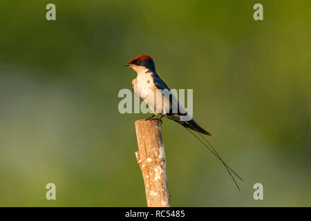 Wire-tailed swallow, Hirundo smithii, Ghansoli, Maharashtra, India Stock Photo