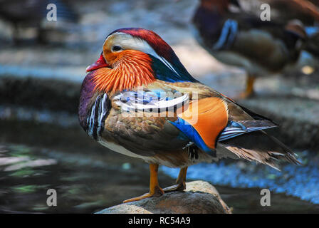 Mandarin duck, Aix galericulata, closeup, Bangkok, Thailand Stock Photo