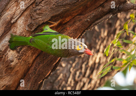 Brown-headed barbet, Megalaima zeylanica, Bharatpur, Rajasthan, India Stock Photo