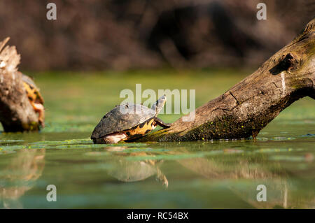 Indian roofed turtle, Pangshura tecta, Bharatpur, Rajasthan, India Stock Photo