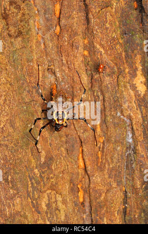 Ornate orb-weaver spider, female and male, Herennia multipuncta, Thane, Maharashtra, India Stock Photo