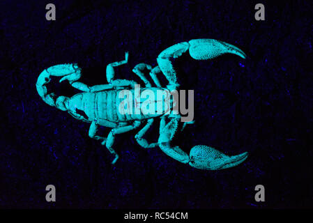 Scorpion under UV light, Scorpiones, Matheran, Maharashtra, India Stock Photo