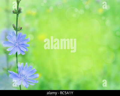 Chicory blue flowers. Cuccory branch on the blurred summer sunny field background. Stock Photo