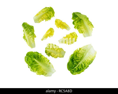 Mini cos lettuce salad leaves isolated on white. Green leafy veggie. Stock Photo