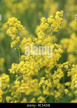 Lovely yellow background of Galium verum flowers , also known as Ladys bedstraw. Growing outdoors in a natural situation. Stock Photo