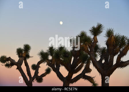 Beautiful sunset and moonrise behind the uniquely shapedJoshua Trees.  Photographed  n the Joshua Tree National Park in Southern California USA Stock Photo