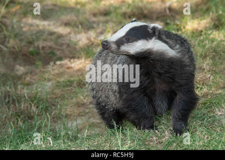 A close up portrait of a badger walking towards the camera. The animal is facing head on and looking cautiously to the left. The image is taken in the Stock Photo