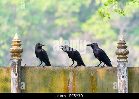 Three Large-billed Crow perching on cement sign board between two thai-style poles Stock Photo