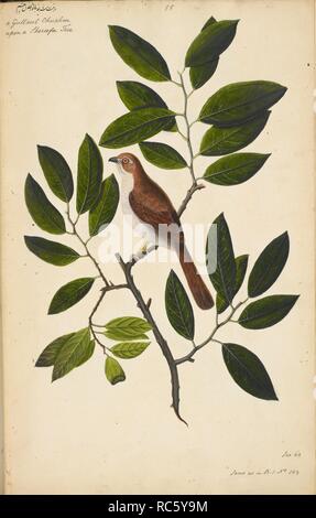 Yellow-Eyed Babbler â€˜Chrysomma sinenseâ€™ Note: The bird is perched on a finely detailed custard apple tree (Sharifa). Wellesley Albums. 1798 - 1805. Watercolour. Source: NHD 29/55. Author: ANON. Stock Photo