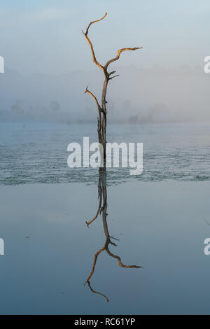 Lonely dead tree in a pond with morning sunlight shining on top and its reflection with misty background Stock Photo