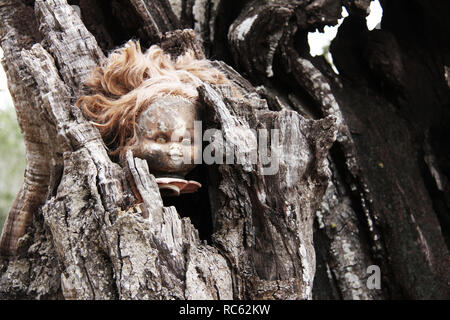 A terrifying burnt doll head inside a tree trunk Stock Photo