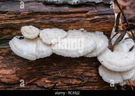 Spongy-toothed polypore (Spongipellis pachyodon) growing on decaying wood at Crowder County Park in Apex, North Carolina. Stock Photo