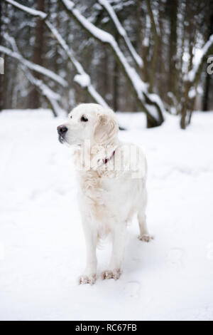 pets in nature. portrait of a beauty dog. a beautiful golden retriever stay in a winter snow-covered forest. Stock Photo