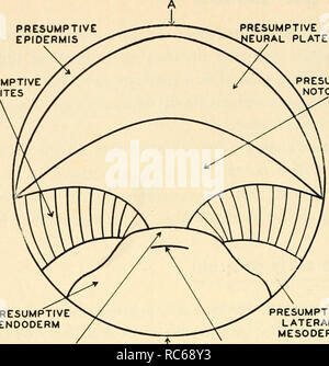 dorsal lip of blastopore