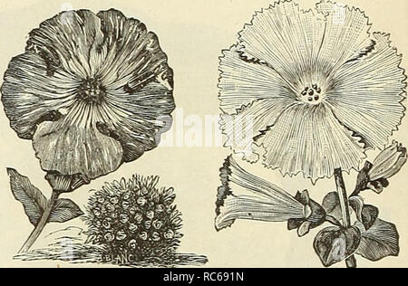 . Dreer's garden calendar : 1891. Seeds Catalogs; Nursery stock Catalogs; Gardening Catalogs; Flowers Seeds Catalogs; Fruit Seeds Catalogs. W ^ 6244 Dreer's Giant Striped Pansies. A fiv.c new class of striped Pansies which bear large and beau- tiful flowers of perfect form and brilliant shading. The blooms are exquisitely streaked with soft, clear shades of color, and are a decided advance on the Belgian striped 35 PASSIFLORA. (Passion Flower.) Indispensable climbing plants for the garden or green- house, bearing a profusion of attractive flowers. 6245 Incarnata. A hardy perennial, requiring s Stock Photo