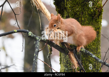 Munich, Germany. 14th Jan, 2019. 14 January 2019, Bavaria, München: A squirrel tears the bark from a branch of a tree in front of a window of the state parliament and collects it in its mouth. Photo: Matthias Balk/dpa Credit: dpa picture alliance/Alamy Live News Stock Photo