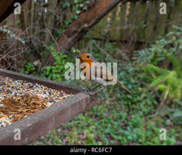 Cambridge, UK. 14th Jan, 2019. A European robin perched on a bird feeding table in a Cambridgeshire garden taken with a wide angle lens and a camera trap for a different perspective of Britain's favourite bird. Garden birds such as the robin rely on these feeding stations in the winter for survival. With the fast approaching cold snap and snow it is important that gardens where feeders are located are kept fully stocked up to ensure the british birds get all the help they need. Credit: Jonathan Mbu/Alamy Live News. Stock Photo
