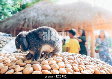 The cute rabbit is resting in garden. Stock Photo