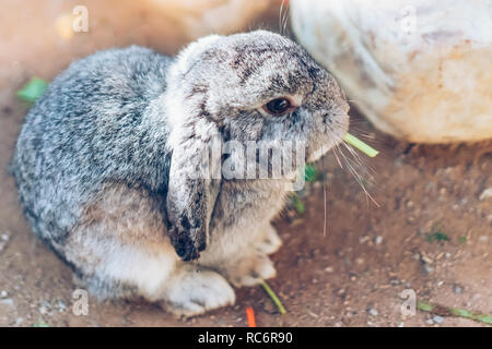 The cute rabbit is resting in garden. Stock Photo