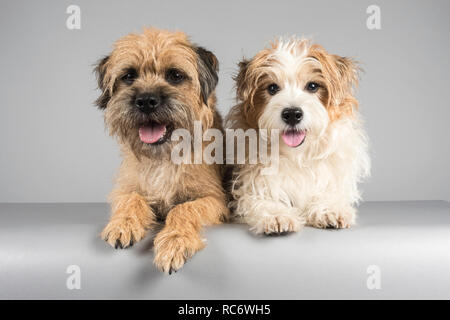 Jack Russell Terrier crossbreed 8yrs and a Border Terrier 1.5yrs. Double trouble! UK doggy friends. Stock Photo