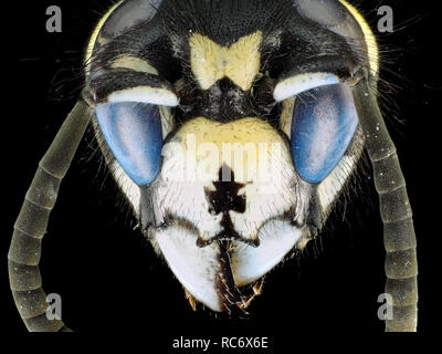 Extreme macro shot (micrograph) of a wasp (Vespula sp.) with fluorescent eyes, in visible and ultraviolet light Stock Photo