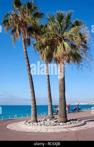France, city of Nice, palm trees on promenade at Mediterranean Sea on French Riviera Stock Photo