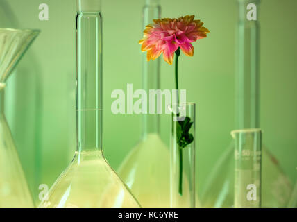 detail shot showing a variety of laboratory glassware including a flower head in green ambiance Stock Photo