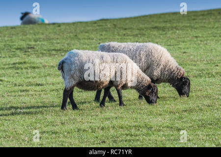 Black faced sheep Ovis aries grazing in a field. Stock Photo