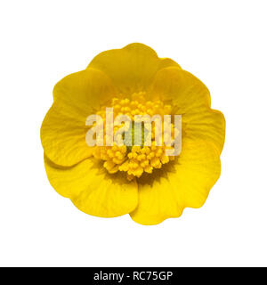 Yellow Ranunculus Buttercup Flower Isolated on White Background Stock Photo