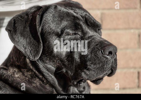 The Cane Corso Portrait. From Italian cane (dog) and 'corso' from the Latin 'Cohors' meaning 'protector', also known as the Italian Mastiff Stock Photo