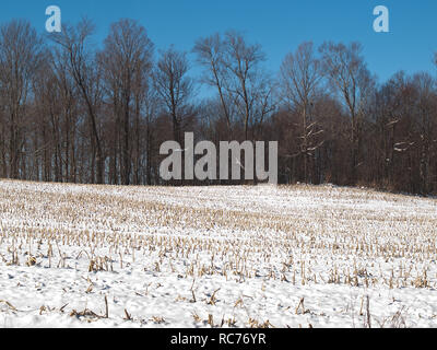 snow covered corn field in wintertime Stock Photo